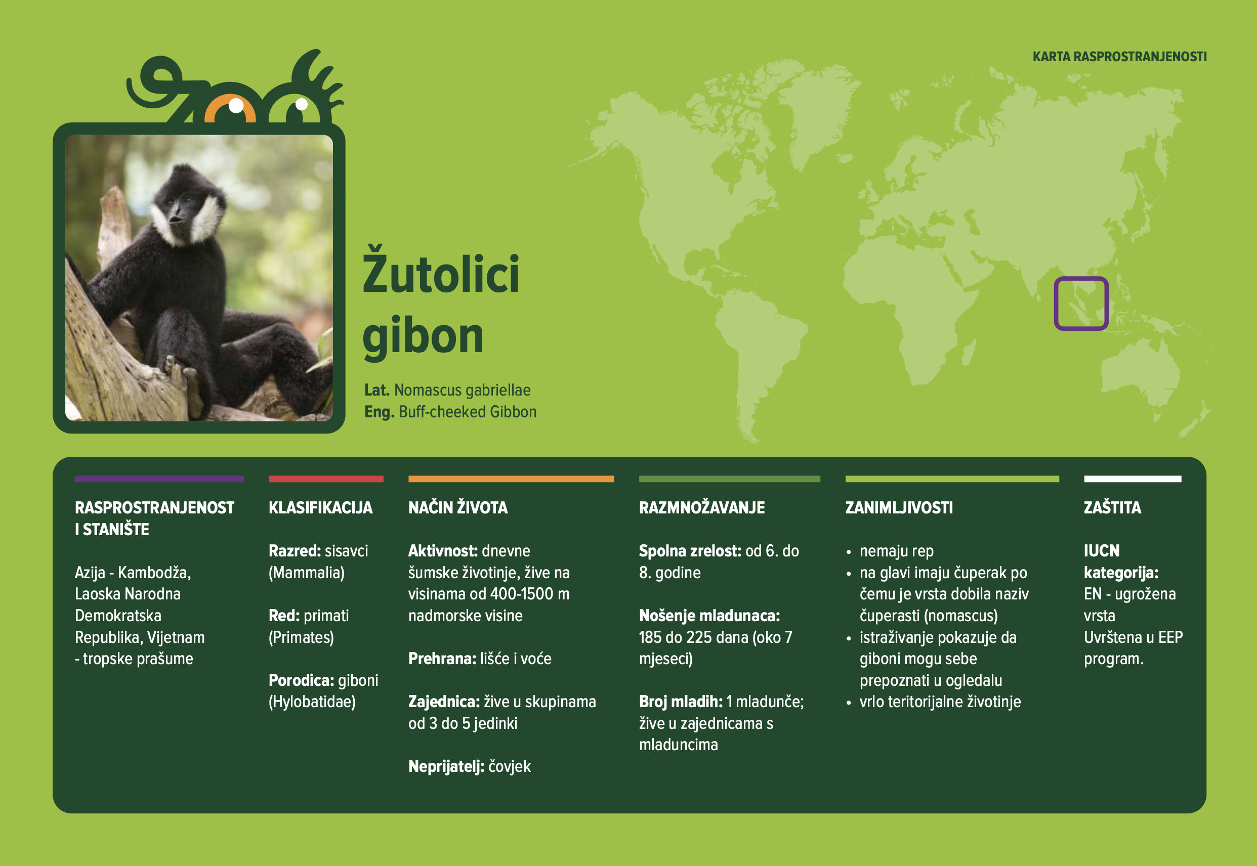 Žutolici gibon (Nomascus gabriellae)